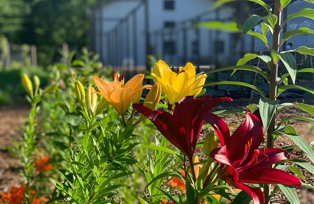 Goldberry Woods- A Modern Farm Resort-1